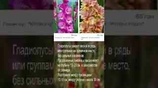 Луковицы Гладиолусов - Одни Из Самых Продаваемых Луковичных Растенийм #shorts