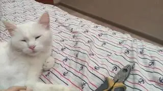 КОШКА ПАНК СКУЧАЕТ ПО ЕГОРУ ЛЕТОВУ
