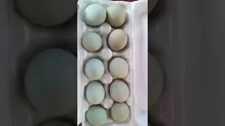 Голубые яйца.