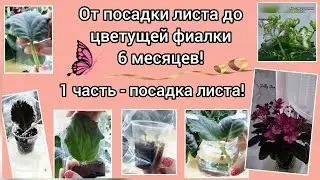 Показываю все способы посадки листа фиалки на деток! Рассказываю какой способ лучше и почему!