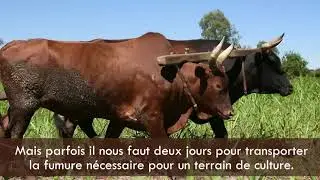 Projet EcoAfrica : Gestion des biomasses dans les exploitations d'agriculture-élevage (Madagascar)