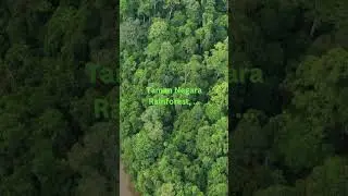 Discover Malaysia's Natural Treasures: Taman Negara Rainforest and More! 🌿🌏 #adventuretravel