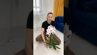 Попытка пересадить цветок 🌷