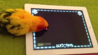 Sun Conure Melony playing with iPad