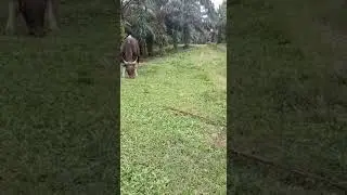 Teori bagi hasil ternak SAPI