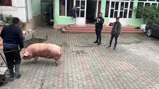 Cum am tăiat Porcul ! (Ma fugărit porcul🤣)