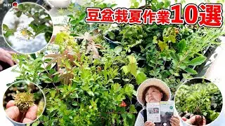 夏に行う豆盆栽の作業10選【盆栽Q】