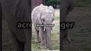 Largest animals on Earth.#science #facts #animals