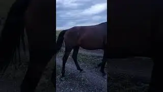 Дикие лошади в Кисловодске по пути на гору Большое Седло
