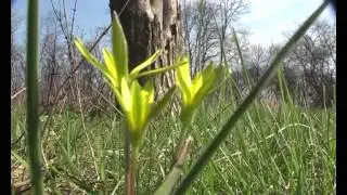Весна1.avi