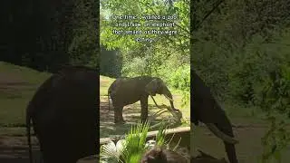 Me vs. Elephant #elephant #elephants #zoo #challenge #eating #macandcheese #smile #adorable #cute