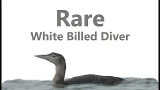 Finally seeing the Rare White Billed Diver
