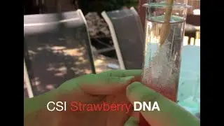 How to Extract DNA from a Strawberry (Strawberry DNA Extraction)