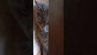 Злата и Барсик #shorts
