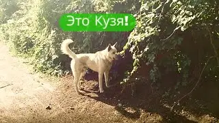 ✔И снова – Кузя 🐕! ✔