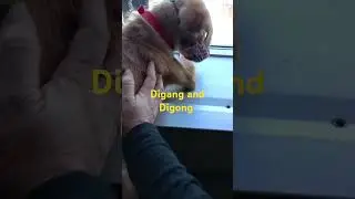 At Cagayan port #Digang and Digong journey bound to negros Ang mga love ko#doglover