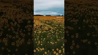 #подсолнух