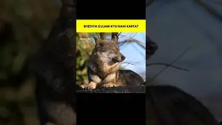 Bhediya ghulami kyun nai karta🐺 |Abuzar_99