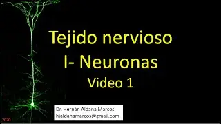 Tejido nervioso. Neurona. Parte 1 de 3. Hernán J. Aldana Marcos
