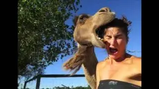 ANIMALES GRACIOSOS ROBANDO FOTOS TOP 10 #