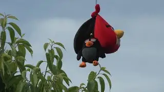 ЭФФЕКТИВНЫЙ ОТПУГИВАТЕЛЬ ПТИЦ! Просто и сердито.