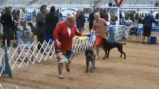 German Wirehaired Pointers, Kennel Club of Texarkana (2), Saturday February 4, 2023