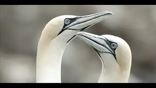 Gannet life in Newfoundland, Canada