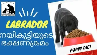 Dog Food Malayalam : Labrador Puppy Diet : Lab Puppy Food : Labrador Dog Food : lab dog food