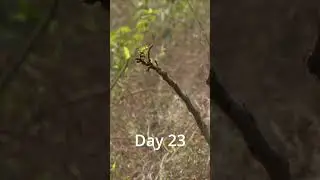 Growth of a plant from a stick! #youtubeshorts #shorts #GulmoharPlantation