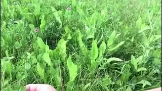 Multi Species Leys for Grazing
