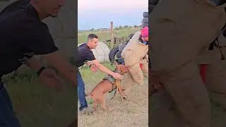 💥📣Pitbull attacks #ODESSADAYBERG Dog training Odessa 2024