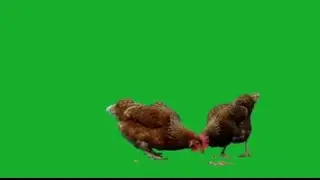 Green screen chickens eat grains/free download chroma key