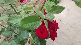 Жапырағында күнге кыздырынып жатар екен.Роза гүл.Қыярымыз шығып жатыр.