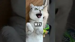 Кусь. New Tik Tok. Приколы Тик Ток лыба