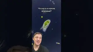 Что можно найти в капле из водоёма | SMITUP | 