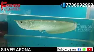 SILVER ARONA