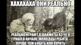 Коты и шахматы...