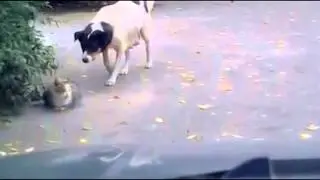 собака подкралась к кошке