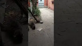 У кошек сегодня всё хорошо.