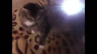 Кошечка Маркиза 🐈