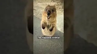 Is This Animal Even Real?