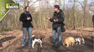 Comment apprendre le rappel à son chien ? (partie 2)