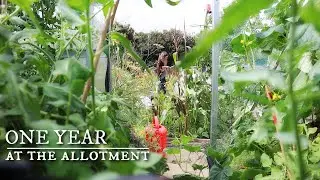 Harvesting Happiness!: First Year In Our English "Cottage" Allotment Garden!