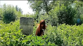 Ищу могилу 19 летней девушки в высокой крапиве. Надгробие 19 века. Челны. Татарстан.
