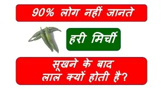 Hari Mirchi Sukhane Ke Bad Lal Kyon Hoti Hai || हरि मिर्ची सूखने के बाद लाल क्यों होती है ?