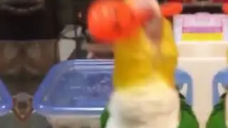 gassed up bird