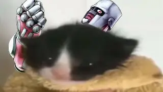 GATO FALANDO JOSUKE