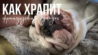 Как храпит французский бульдог | French bulldog snoring