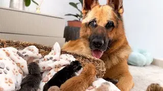 German Shepherd is The Best Protection Dog for Baby Kittens!