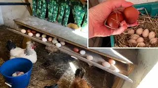 Chickens eat eggs. I collect eggs thanks to egg collectors.